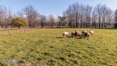 Michigan-Merinos-2023-50