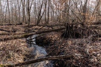 Nan Weston Nature Preserve-7