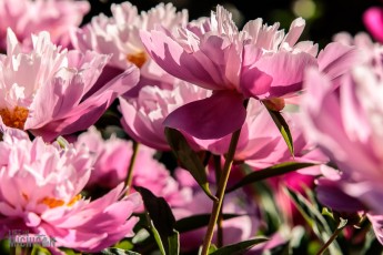 Peony-Garden-2020-14