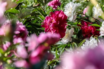 Peony-Garden-2020-19