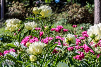 Peony-Garden-2020-20