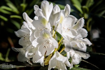 Peony-Garden-2020-22