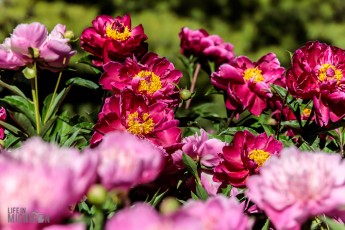 Peony-Garden-2020-6