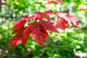 Porcupine Mountains 2014