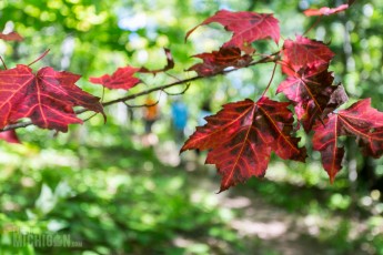 Porcupine Mountains 2014