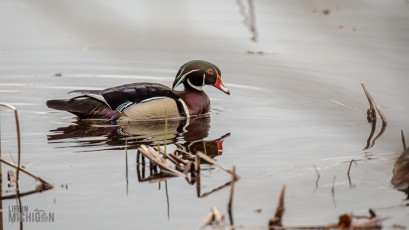 Kensington-Metropark-Wildlife-11