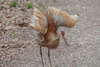 Kensington-Metropark-Wildlife-28