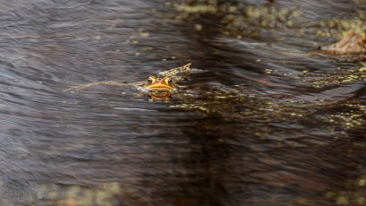 Kensington-Metropark-Wildlife-35