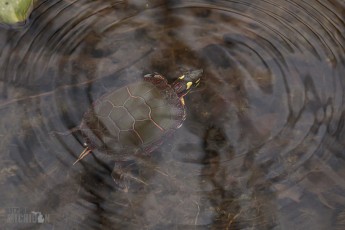 Kensington-Metropark-Wildlife-6