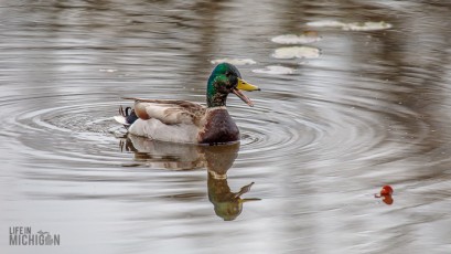 Kensington-Metropark-Wildlife-8