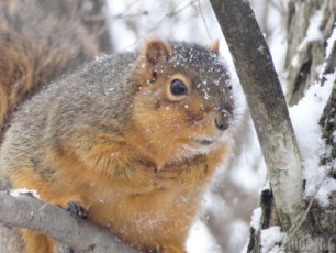 The squirrel with his hands clasped