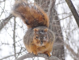 Squirrel not liking the wind