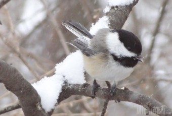 Chickadee singing