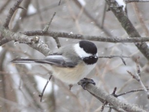 Chickadee after his meal