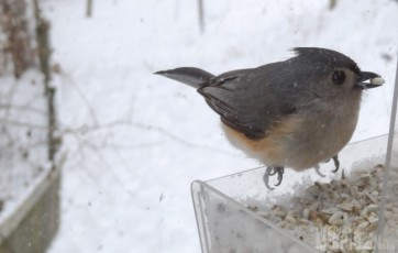 Tufted Titmouse with some food