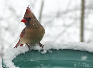 Mrs. Cardinal at the bird bath
