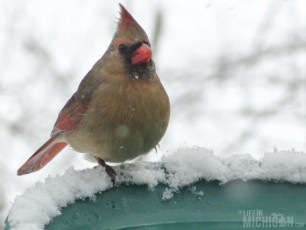 Mrs. Cardinal saying hey