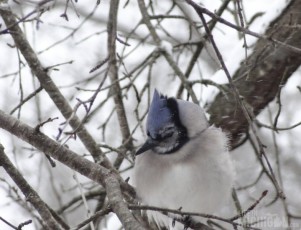 Bluejay tucked in from the cold
