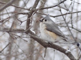 Tufted Titmouse checking out the scene