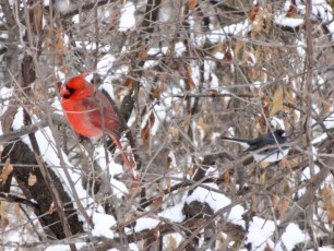 Cardinal and Dark Eyed Junco (the Canadian!)