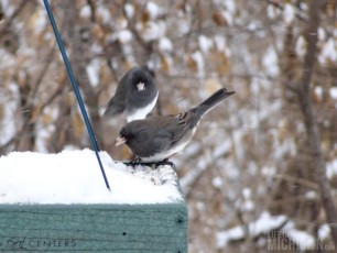 Dark Eyed Junco (we call them The Canadians!)