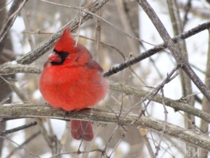 Mr. Cardinal