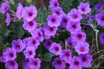 Wildflowers on the Watchman hike