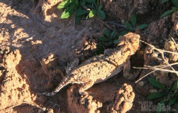 Horny lizard outside Grafton