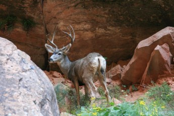 Buck on the Riverside walk