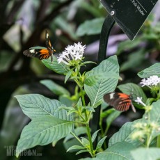 Frederik Meijer Gardens - Spring 2016-13