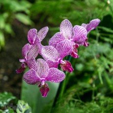 Frederik Meijer Gardens - Spring 2016-16