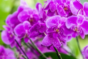 Frederik Meijer Gardens - Spring 2016-17