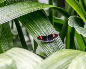Frederik Meijer Gardens - Spring 2016-18