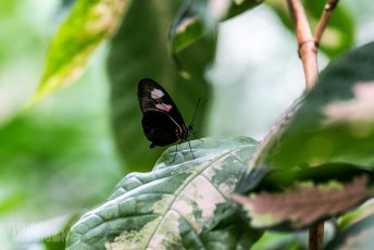 Frederik Meijer Gardens - Spring 2016-22