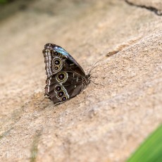 Frederik Meijer Gardens - Spring 2016-23