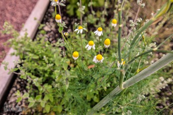 Barrel-Beam-Marquette-2023-51