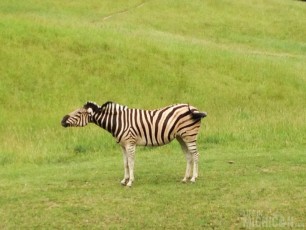 Zebra shaking one off