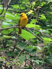 Golden Weaver