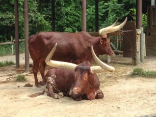 Ankole long-horns taking it easy