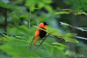 Southern Red Bishop bird relaxing