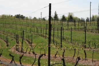 The vineyards at Black Star Farms