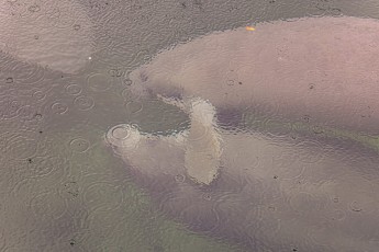 Blue Springs State Park Florida