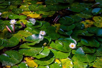 CarpRiverGarden-Negaunee-2023-10