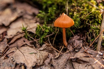 CarpRiverGarden-Negaunee-2023-16