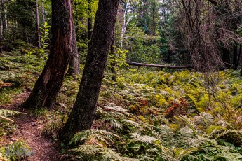 CarpRiverGarden-Negaunee-2023-17