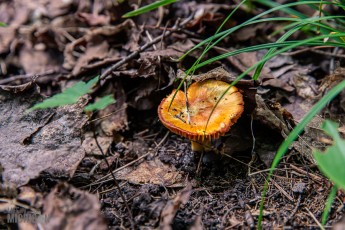 CarpRiverGarden-Negaunee-2023-20