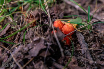 CarpRiverGarden-Negaunee-2023-21