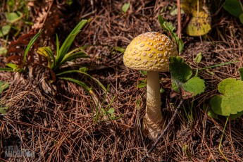 CarpRiverGarden-Negaunee-2023-26