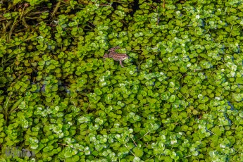 CarpRiverGarden-Negaunee-2023-28