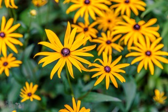 CarpRiverGarden-Negaunee-2023-3